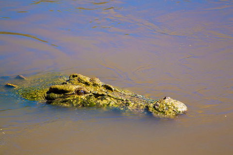 Jumping Crocs & Nature Adventure Cruise From Darwin - Darwin Holiday 9