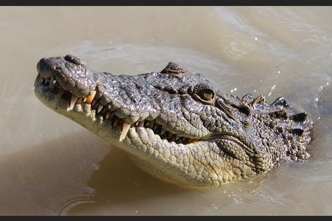 Pathfinder Jumping Crocodile Cruise Shuttle Bus - Darwin Holiday 3