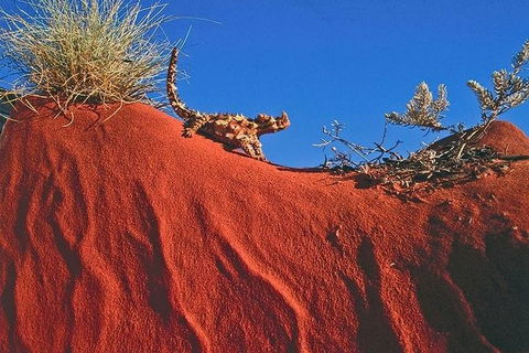 Alice Springs, Uluru Ayers Rock & Kings Canyon 8 Days Touring Package - Darwin Holiday 4