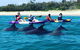 Half Day Dolphin Kayaking And Snorkeling Tour - thumb 1
