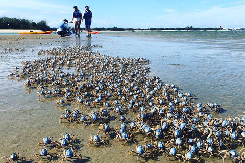 Half Day Dolphin Kayaking And Snorkeling Tour - Darwin Holiday 10