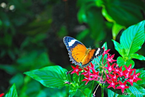 Cairns City Sights And Surrounds Tour - Darwin Holiday 8