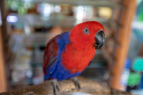 Daintree Rainforest, Cape Tribulation And Bloomfield Track Small Group Tour - Darwin Holiday 14