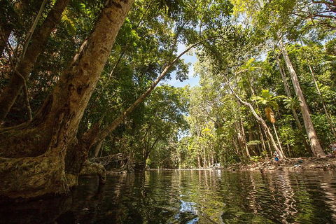 Daintree Rainforest, Cape Tribulation And Bloomfield Track Small Group Tour - Darwin Holiday 7