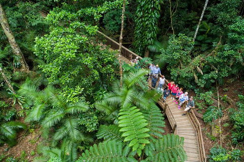 Daintree Rainforest, Cape Tribulation And Bloomfield Track Small Group Tour - Darwin Holiday 0