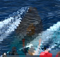 Whale Watching Tour in Gold Coast