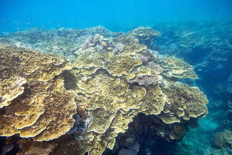 Scenic Helicopter Flight To Moore Reef And Return Snorkeling Cruise From Cairns - Darwin Holiday 1