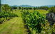 Moreton Bay Wine & Beer Tour - thumb 2