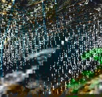 Glow Worm Evening Eco-Adventure from the Gold Coast