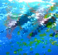 Guided Snorkel with Fish Tour at Wavebreak Island Gold Coast