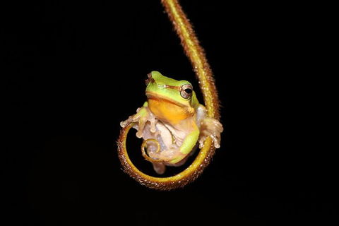 Solar Whisper Daintree River Crocodile And Wildlife Cruise - Darwin Holiday 2