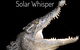 Solar Whisper Daintree River Crocodile And Wildlife Cruise - thumb 5
