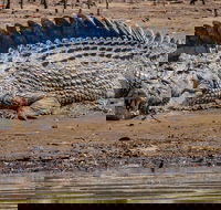 Solar Whisper Daintree River Crocodile and Wildlife Cruise - Darwin Holiday