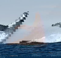 Private whale watching