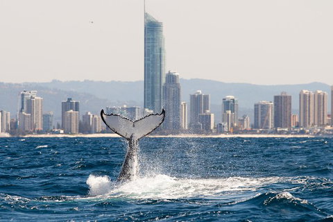 Private Whale Watching - Darwin Holiday 3