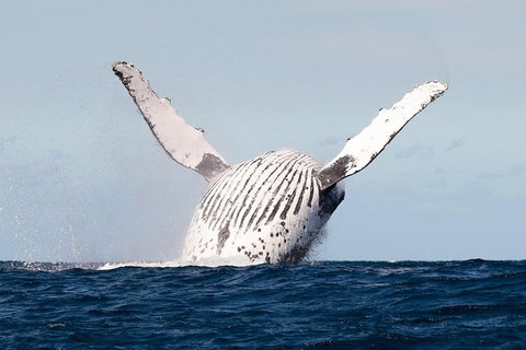 Private Whale Watching - Darwin Holiday 2