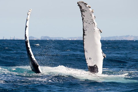 Private Whale Watching - Darwin Holiday 5