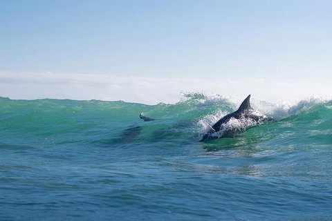 Private Whale Watching - Darwin Holiday 4
