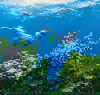 Full Day Snorkel In The Great Barrier Reef - Darwin Holiday