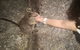 Paronella Park, Historic Village Herberton And Granite George Wild Life Kangaroo - thumb 1