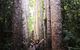 Paronella Park, Historic Village Herberton And Granite George Wild Life Kangaroo - thumb 11