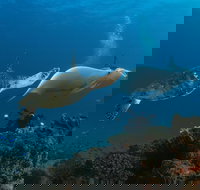 Gold Coast Try-Scuba Experience at Cook Island Aquatic Reserve