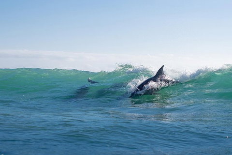 Private Tangalooma Wrecks Tour - Darwin Holiday 3