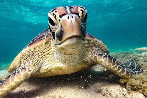 2Day 2 Night Sail, Snorkel & SUP Adventure Whitsundays Single - Darwin Holiday 7