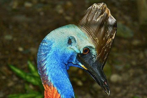 Daintree And Cape Tribulation Full Day Guided Tour - Darwin Holiday 3