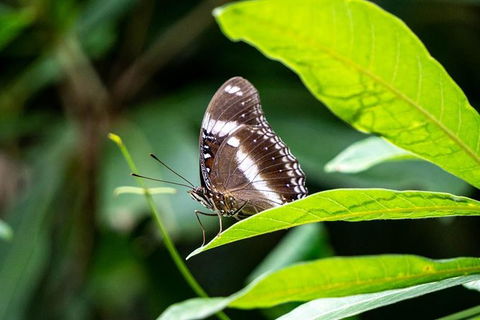 Daintree And Cape Tribulation Full Day Guided Tour - Darwin Holiday 6