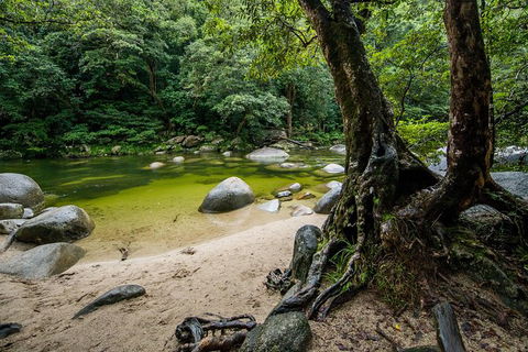 Daintree And Cape Tribulation Full Day Guided Tour - Darwin Holiday 5