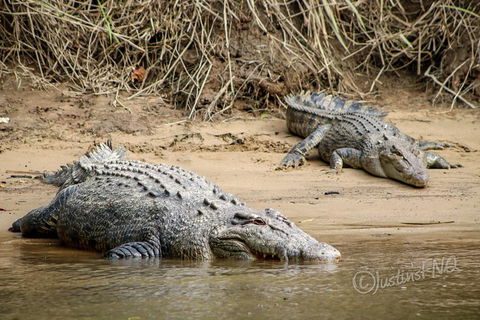 Daintree And Cape Tribulation Full Day Guided Tour - Darwin Holiday 2