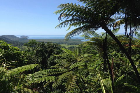 Daintree And Cape Tribulation Full Day Guided Tour - Darwin Holiday 1