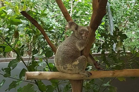 The Adventure Begins At Hartley\'s The Best Crocodile Show In Australia - Darwin Holiday 1