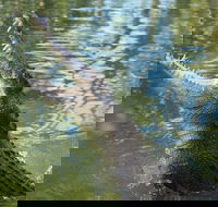 The adventure begins at Hartley's the best crocodile show in Australia - Darwin Holiday