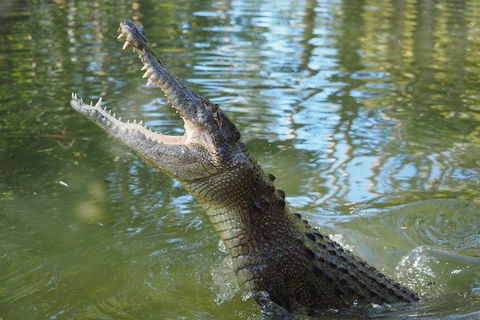 The Adventure Begins At Hartley\'s The Best Crocodile Show In Australia - Darwin Holiday 0