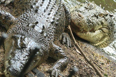 The Adventure Begins At Hartley\'s The Best Crocodile Show In Australia - Darwin Holiday 3