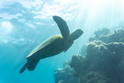 4 Day And 3 Night Whitsunday Maxi Sailing Adventure On Broomstick - Darwin Holiday 1