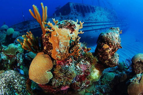 PADI Diving Courses On The Gold Coast - Darwin Holiday 3