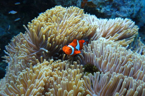 PADI Diving Courses On The Gold Coast - Darwin Holiday 4