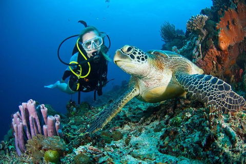 PADI Diving Courses On The Gold Coast - Darwin Holiday 1
