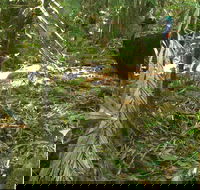 Small-Group Trekking Experience in Daintree National Park - Darwin Holiday