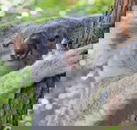 Virtual Interactive Australian Wildlife Tour With Private Guide-Wildlife Habitat - Darwin Holiday