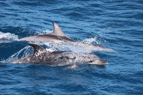 Sandy Straits Scenic & Wildlife Cruise - Darwin Holiday 1