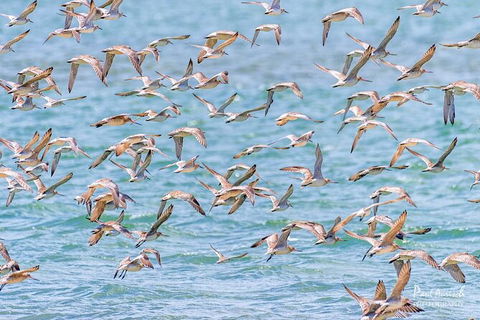 Sandy Straits Scenic & Wildlife Cruise - Darwin Holiday 4