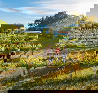 Barossa Valley Highlights from Barossa Valley Including Wine and Cheese Tasting - Darwin Holiday