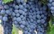 Barossa Valley Cellar Doors Luxury Wine Tour - thumb 5
