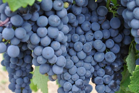 Barossa Valley Cellar Doors Luxury Wine Tour - Darwin Holiday 5