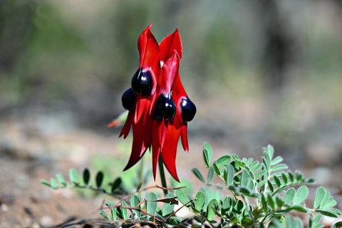 3 Day Flinders Ranges Outback Tour - Darwin Holiday 5