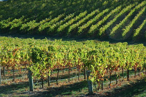 Adelaide Hills Wineries & Hahndorf - Darwin Holiday 10